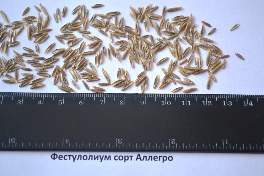 Семена фестулолиум Семена фестулолиум